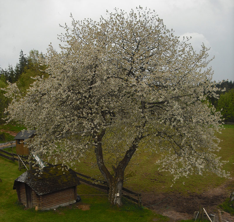 Kirschbaum auf dem Birkenhof-Kiefer